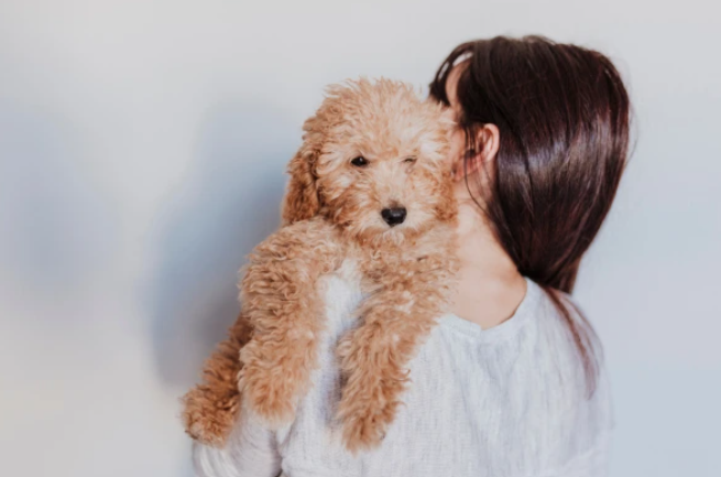 Karamelový Toy pudl na rukách svojho majiteľa